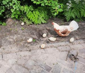 Jacquelien 04 Kipjes bij Amstelglorie